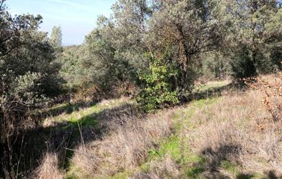 C21 Cius; Adliye Köyü'nde Kadastro Yoluna Cepheli Zeytinlik