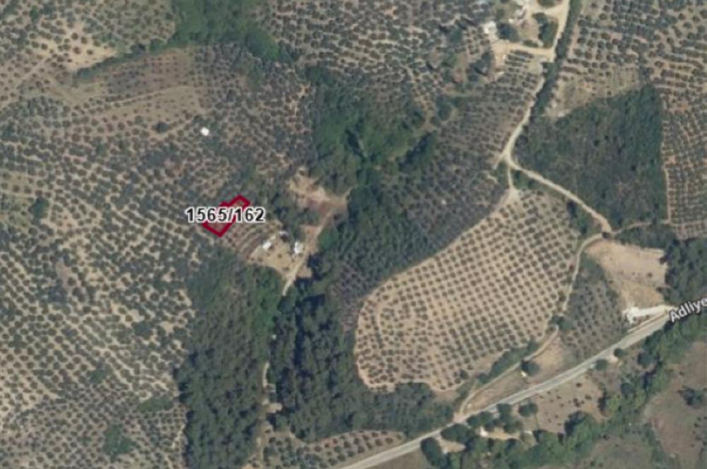 C21 Cius; Umurbey'de Bakımlı Müstakil Tapulu 352 m2 Zeytinlik