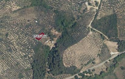 C21 Cius; Umurbey'de Bakımlı Müstakil Tapulu 352 m2 Zeytinlik