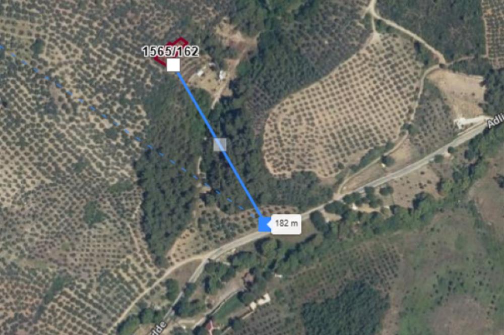 C21 Cius; Umurbey'de Bakımlı Müstakil Tapulu 352 m2 Zeytinlik