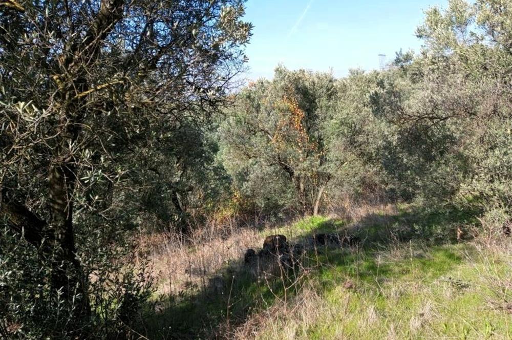 C21 Cius; Adliye Köyü'nde Kadastro Yoluna Cepheli Zeytinlik