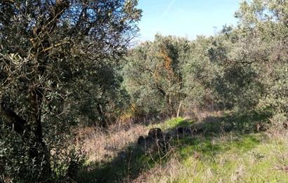 C21 Cius; Adliye Köyü'nde Kadastro Yoluna Cepheli Zeytinlik