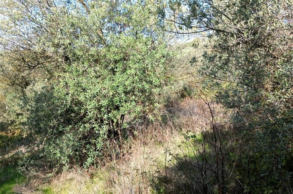 C21 Cius; Adliye Köyü'nde Kadastro Yoluna Cepheli Zeytinlik