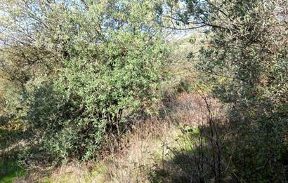 C21 Cius; Adliye Köyü'nde Kadastro Yoluna Cepheli Zeytinlik