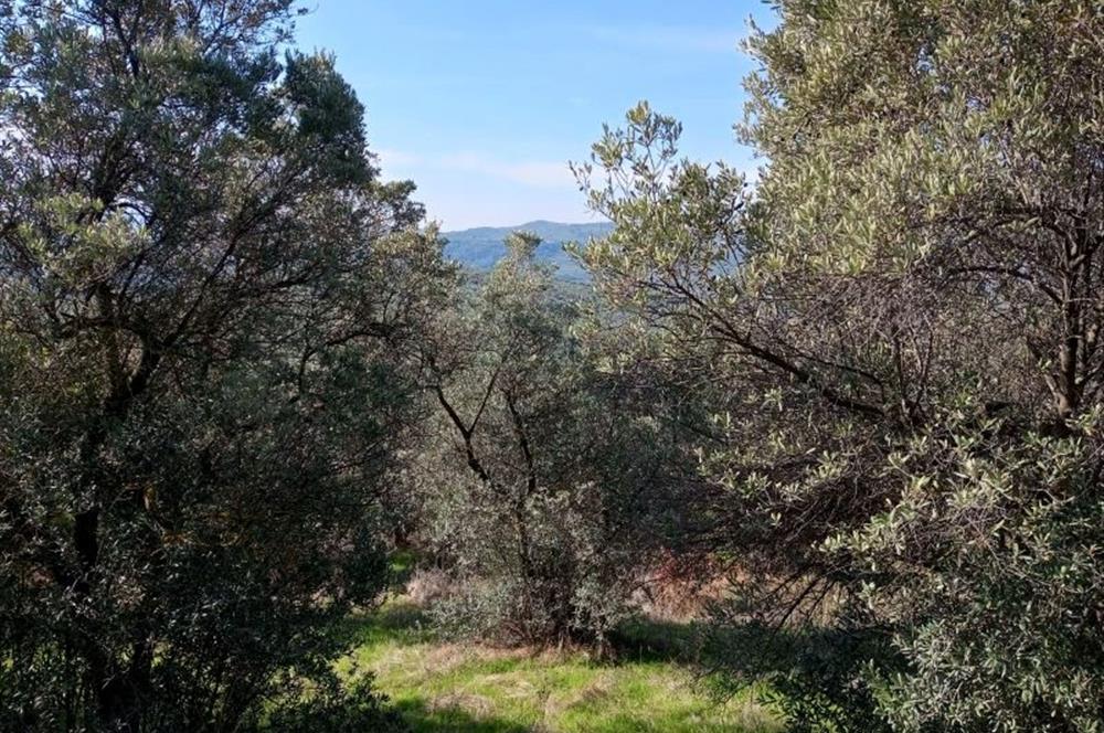 C21 Cius; Adliye Köyü'nde Kadastro Yoluna Cepheli Zeytinlik