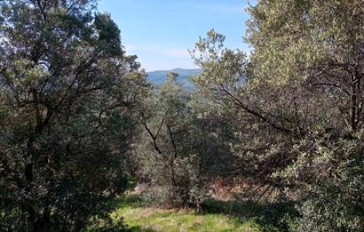 C21 Cius; Adliye Köyü'nde Kadastro Yoluna Cepheli Zeytinlik