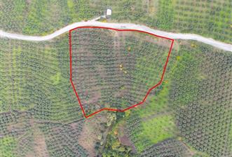 C21 Cius; Gemlik Katırlı'da Ana Yola Cepheli, Bakımlı Zeytinlik - 6 - 29386