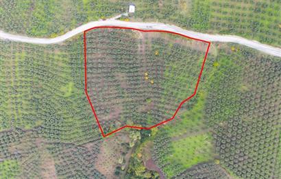 C21 Cius; Gemlik Katırlı'da Ana Yola Cepheli, Bakımlı Zeytinlik