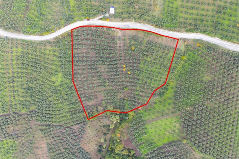 C21 Cius; Gemlik Katırlı'da Ana Yola Cepheli, Bakımlı Zeytinlik