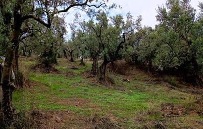 C21 Cius; Umurbey'de Bakımlı Müstakil Tapulu 352 m2 Zeytinlik