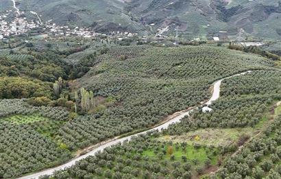 C21 Cius; Gemlik Katırlı'da Ana Yola Cepheli, Bakımlı Zeytinlik
