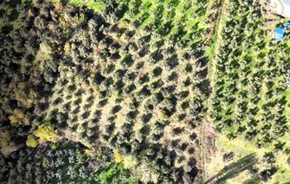 C21 Cius; Adliye Köyü'nde Kadastro Yoluna Cepheli Zeytinlik