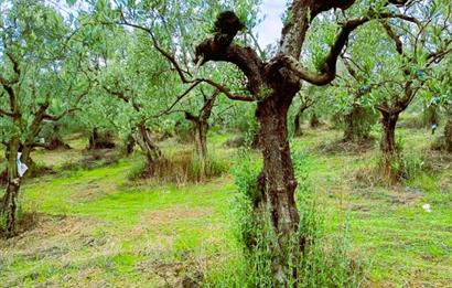 C21 Cius; Umurbey'de Bakımlı Müstakil Tapulu 352 m2 Zeytinlik