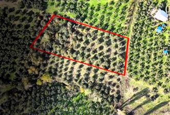 C21 Cius; Adliye Köyü'nde Kadastro Yoluna Cepheli Zeytinlik - 1 - 29382