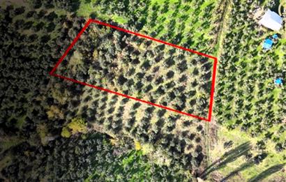 C21 Cius; Adliye Köyü'nde Kadastro Yoluna Cepheli Zeytinlik