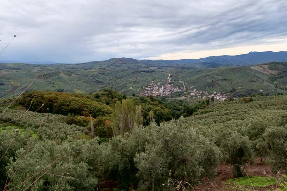 C21 Cius; Gemlik Katırlı'da Ana Yola Cepheli, Bakımlı Zeytinlik