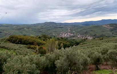 C21 Cius; Gemlik Katırlı'da Ana Yola Cepheli, Bakımlı Zeytinlik