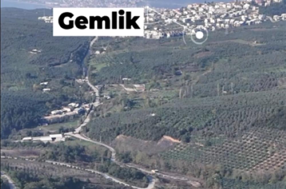 C21 Cius; Adliye Köyü'nde Kadastro Yoluna Cepheli Zeytinlik