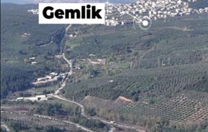 C21 Cius; Adliye Köyü'nde Kadastro Yoluna Cepheli Zeytinlik