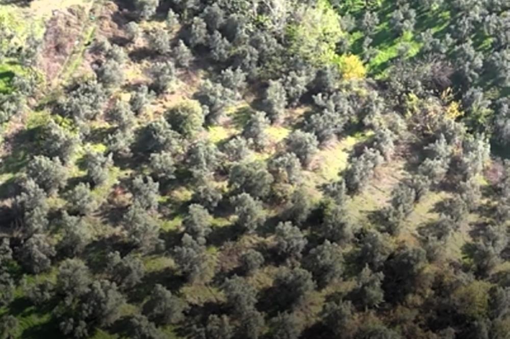 C21 Cius; Adliye Köyü'nde Kadastro Yoluna Cepheli Zeytinlik