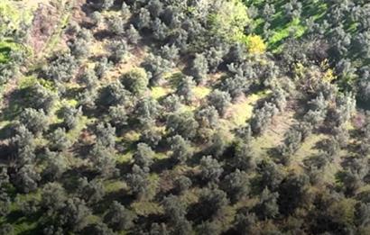 C21 Cius; Adliye Köyü'nde Kadastro Yoluna Cepheli Zeytinlik