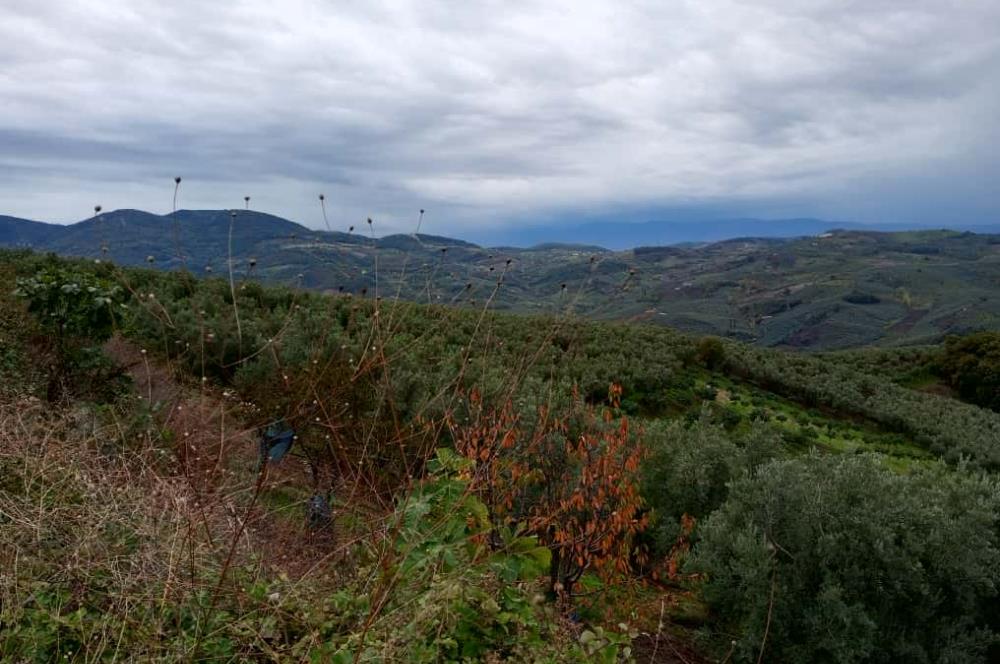 C21 Cius; Gemlik Katırlı'da Ana Yola Cepheli, Bakımlı Zeytinlik