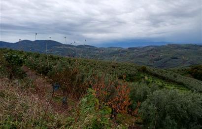 C21 Cius; Gemlik Katırlı'da Ana Yola Cepheli, Bakımlı Zeytinlik