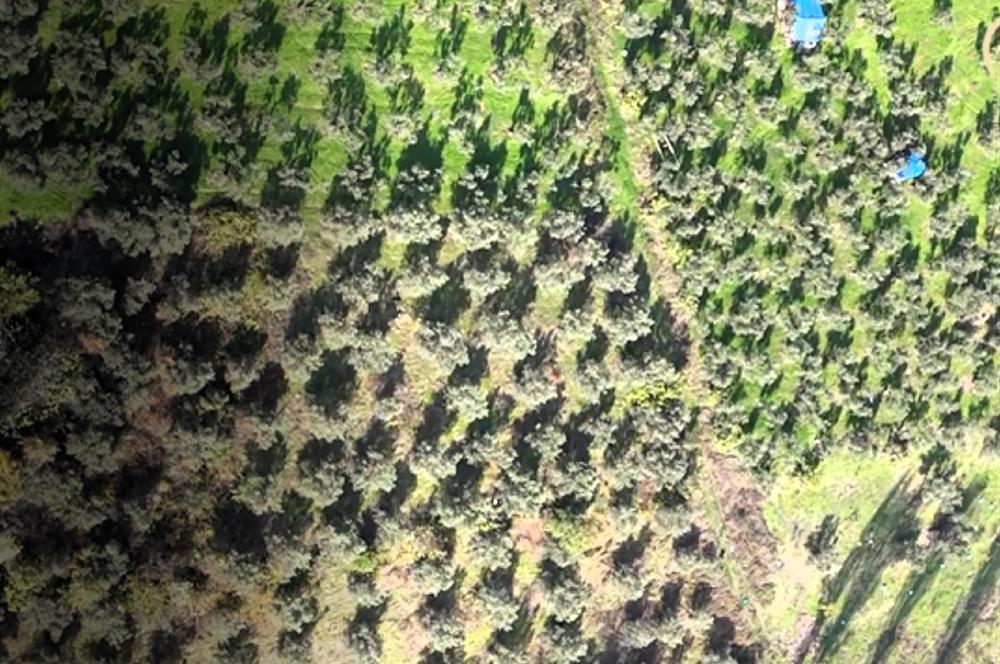 C21 Cius; Adliye Köyü'nde Kadastro Yoluna Cepheli Zeytinlik