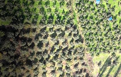 C21 Cius; Adliye Köyü'nde Kadastro Yoluna Cepheli Zeytinlik