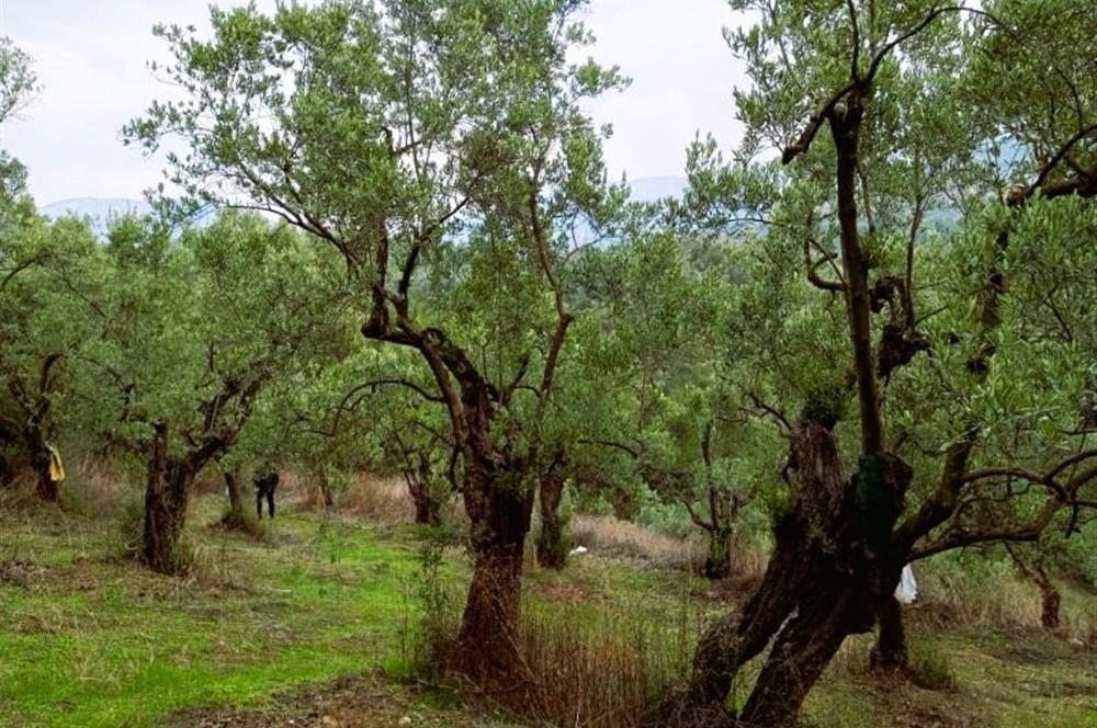 C21 Cius; Umurbey'de Bakımlı Müstakil Tapulu 352 m2 Zeytinlik