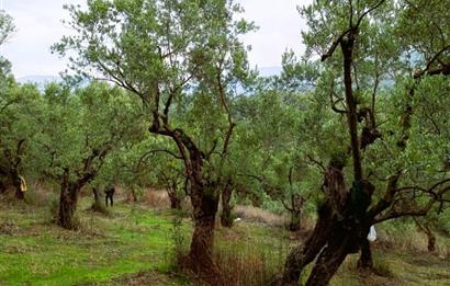 C21 Cius; Umurbey'de Bakımlı Müstakil Tapulu 352 m2 Zeytinlik