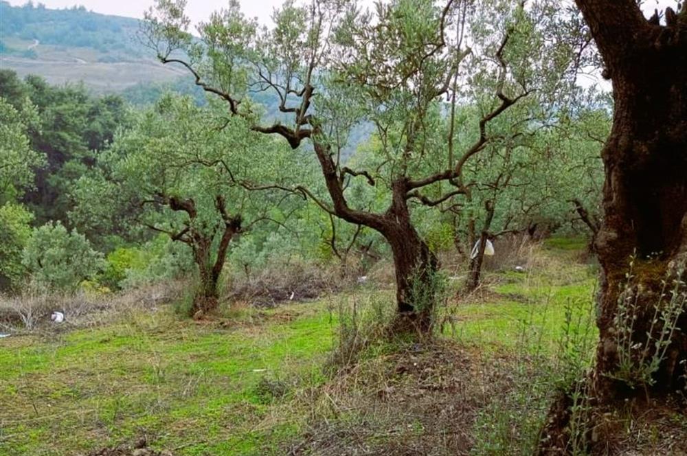 C21 Cius; Umurbey'de Bakımlı Müstakil Tapulu 352 m2 Zeytinlik