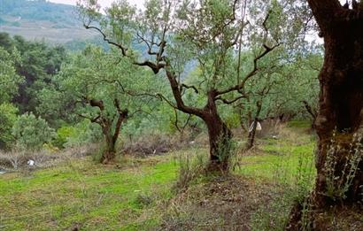 C21 Cius; Umurbey'de Bakımlı Müstakil Tapulu 352 m2 Zeytinlik