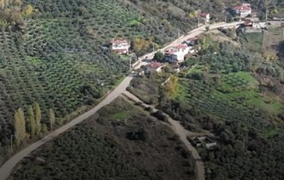 C21 Cius; Adliye Köyü'nde Kadastro Yoluna Cepheli Zeytinlik