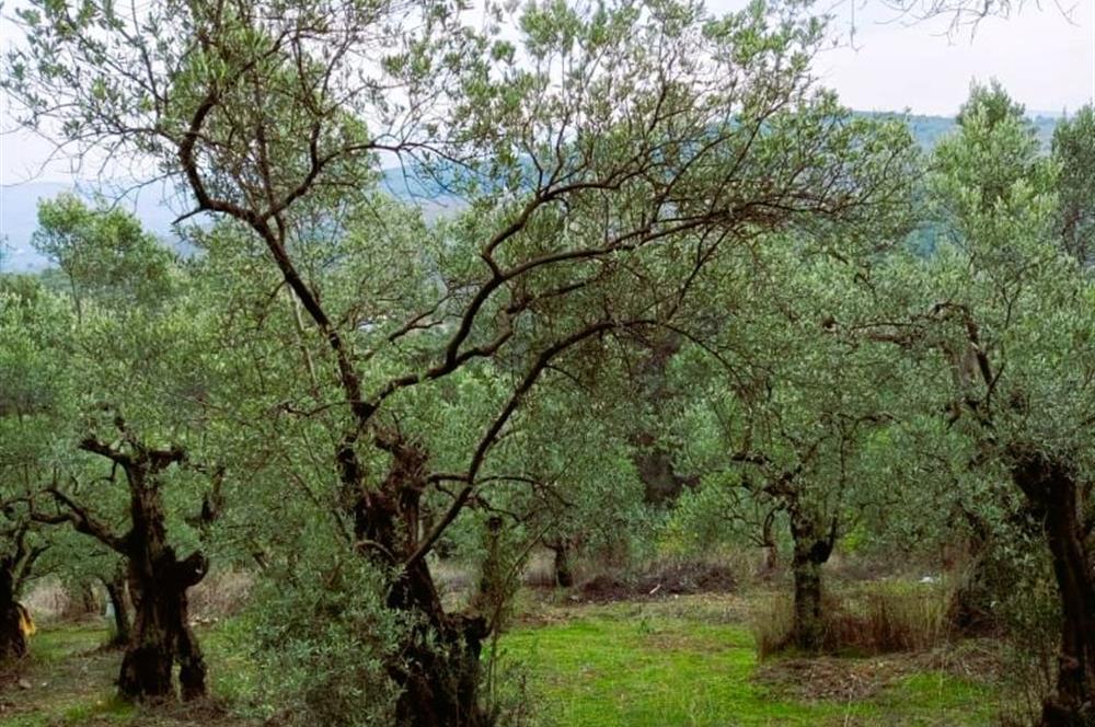 C21 Cius; Umurbey'de Bakımlı Müstakil Tapulu 352 m2 Zeytinlik