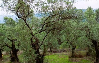 C21 Cius; Umurbey'de Bakımlı Müstakil Tapulu 352 m2 Zeytinlik
