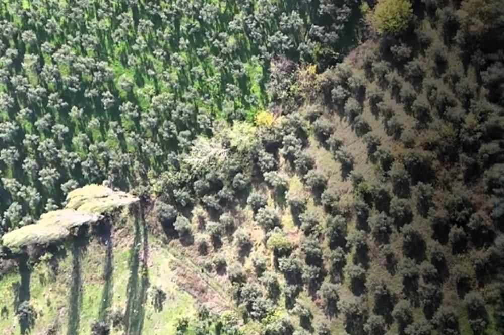 C21 Cius; Adliye Köyü'nde Kadastro Yoluna Cepheli Zeytinlik