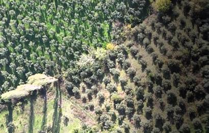 C21 Cius; Adliye Köyü'nde Kadastro Yoluna Cepheli Zeytinlik