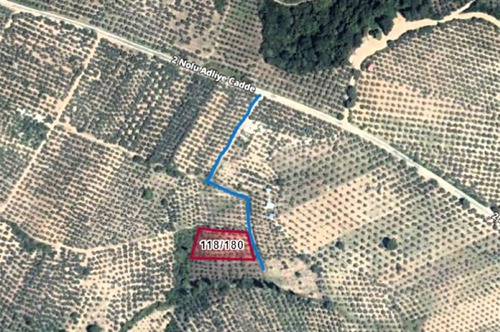 C21 Cius; Adliye Köyü'nde Kadastro Yoluna Cepheli Zeytinlik