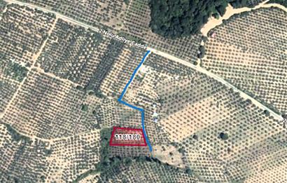 C21 Cius; Adliye Köyü'nde Kadastro Yoluna Cepheli Zeytinlik