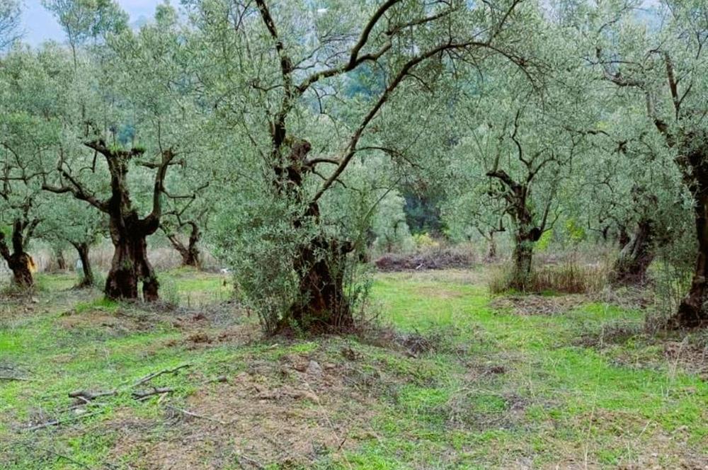 C21 Cius; Umurbey'de Bakımlı Müstakil Tapulu 352 m2 Zeytinlik