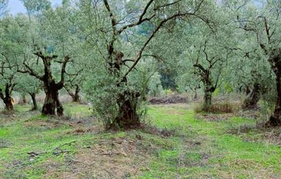 C21 Cius; Umurbey'de Bakımlı Müstakil Tapulu 352 m2 Zeytinlik