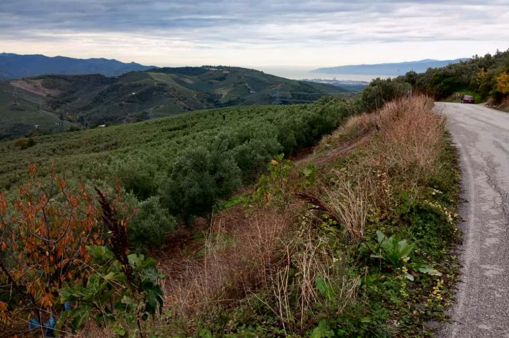 C21 Cius; Gemlik Katırlı'da Ana Yola Cepheli, Bakımlı Zeytinlik