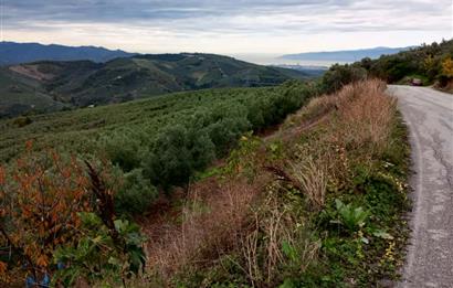 C21 Cius; Gemlik Katırlı'da Ana Yola Cepheli, Bakımlı Zeytinlik