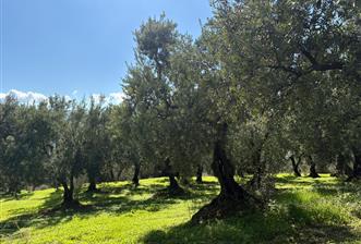 C21 Cius ; Engürücük Mahallesinde Satılık Zeytinlik - 4 - 29391