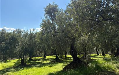 C21 Cius ; Engürücük Mahallesinde Satılık Zeytinlik