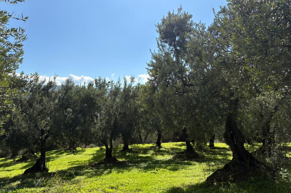C21 Cius ; Engürücük Mahallesinde Satılık Zeytinlik