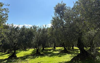 C21 Cius ; Engürücük Mahallesinde Satılık Zeytinlik