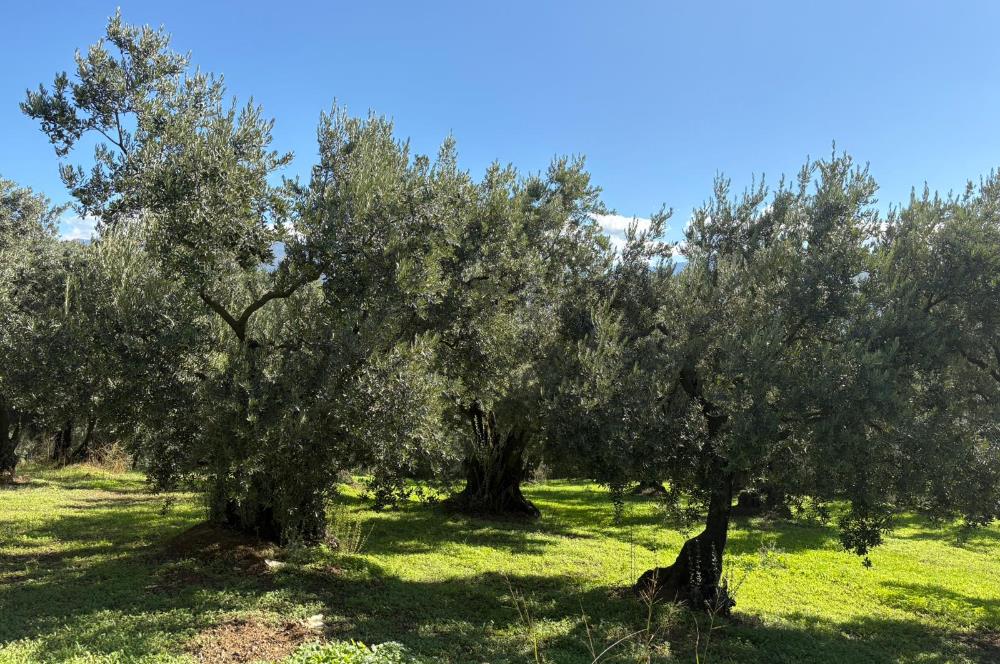 C21 Cius ; Engürücük Mahallesinde Satılık Zeytinlik