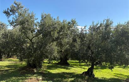 C21 Cius ; Engürücük Mahallesinde Satılık Zeytinlik